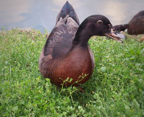 Mpinfante en Hamelin: Fauna, Mera sugerencia de nombre (que desconozco)
