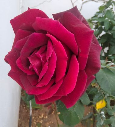Solerantonio2 en Hamelin: Flora  (Turrillas), Rosas de jardin