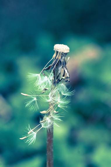 Irinagarreta en Hamelin: Flora, #macrofoto  #macrofoto20