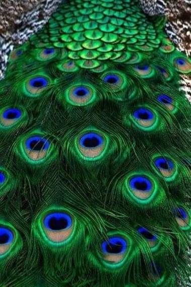 Diana Rosa en Hamelin: Fauna, Pluma de pavo 