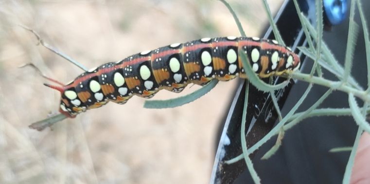 mms.pliego.2000 en Hamelin: Fauna, #oruga #naturaleza