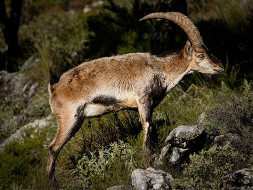 Kikojimenez1977 en Hamelin: Fauna 