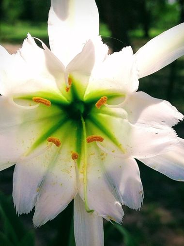 Daiqui en Hamelin: Flora, #flora #flor #naturaleza #argentina #flower #macro #macro_captures_ #phonature #plants 