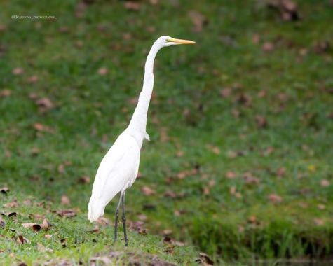 juanandrescardona01 en Hamelin: Fauna  (El Retiro), Ardea alba Linnaeus, 1758, Garza real, fotografiada y vista el 12 de noviembre en El Retiro, Antioquia,...