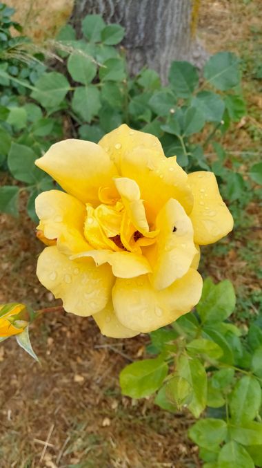 Solerantonio2 en Hamelin: Flora  (Jaén), Rosa foetida, Rosas de jardin