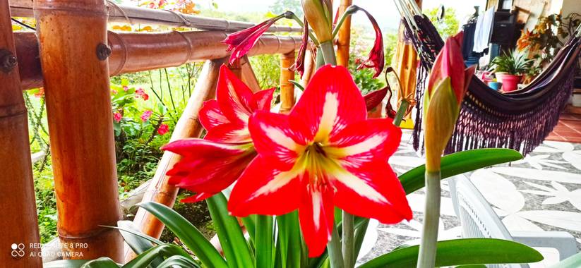 pastoressd en Hamelin: Flora  (Pitalito), Hippeastrum vittatum