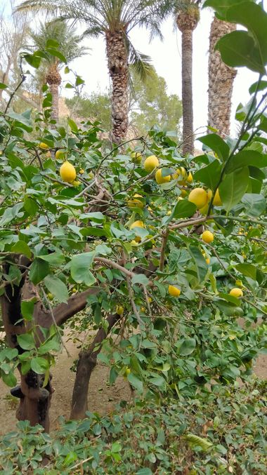 Solerantonio2 en Hamelin: Flora  (Almería), Citrus × limon, Citricos