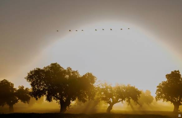 Acorazado3000 en Hamelin: Fauna  (El Viso), Grullas volando junto al sol








#fotografiacarloscalvo #grullas #Gruidae #hamelinfauna #hamelin21#hameli20...