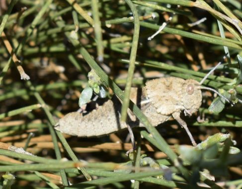 Solerantonio2 en Hamelin: Fauna  (Laujar de Andarax), Saltamontes