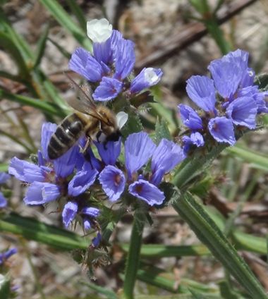 Solerantonio2 en Hamelin: Fauna  (Almería), Insecto