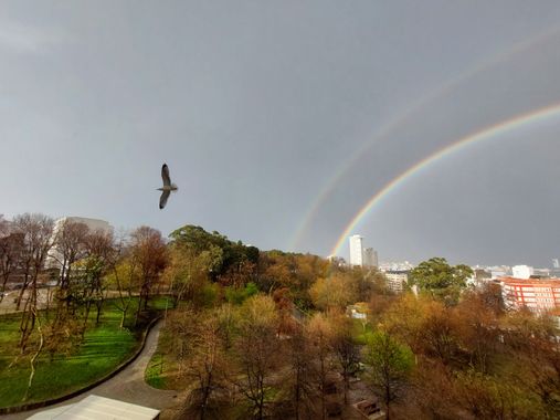 Mpinfante en Hamelin: Paisaje, Mi última contribución hasta después de las vacaciones es esta imagen de la gaviota y el doble arcoiris * para intensificar...