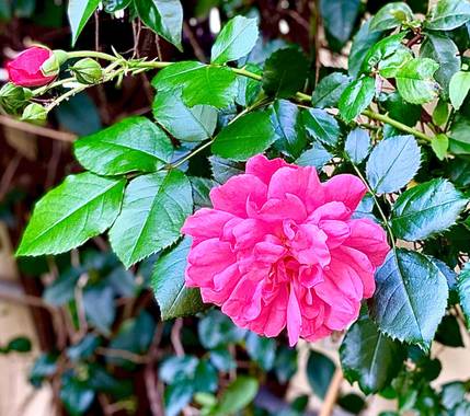 su en Hamelin: Flora  (Gelves), Rosas 