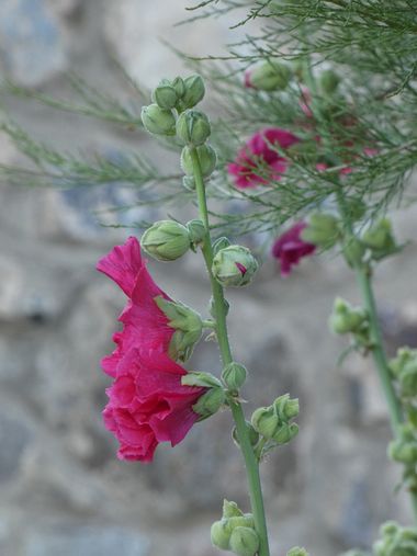 mariale en Hamelin: Flora, Alcea rosea, 📸 #marialemdza  
viernes, 22/07/2022 🌿 
#flores #floressilvestres #flowers 
#Naturaleza #BellezaNatural   #Babia...