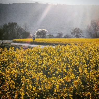Iruneangel en Hamelin: Flora  (San Millán), Brassica napus, #flora21 