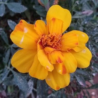 Jonathanmartinbedia0007 en Hamelin: Flora, Tagetes patula, 📸@