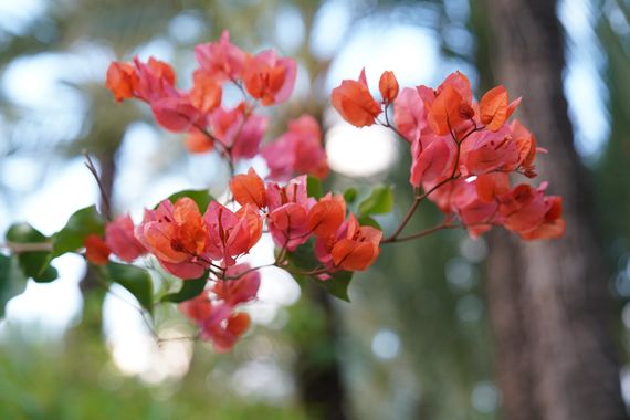 Jonathanmartinbedia0007 en Hamelin: Flora, Bougainvillea × buttiana