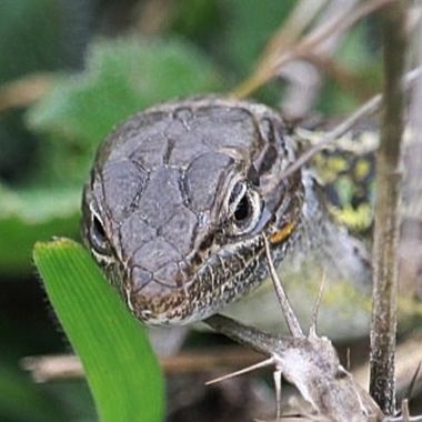 Xiriargui en Hamelin: Fauna  (Arguisuelas)