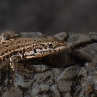 3pnoe6 en Hamelin: Fauna  (Bigues i Riells del Fai), #lagartija#santfeliudecodines#reptil
 #mamiferos