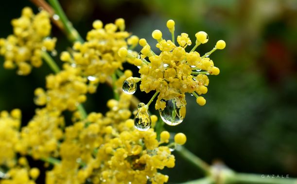 photographsolivia.gazale en Hamelin: Flora  (Los Álamos), Holaa a todos mis seguidores 🖐️
comenzó la lluvia  acá en el sur de Chile 🇨🇱 y bueno..  encont...