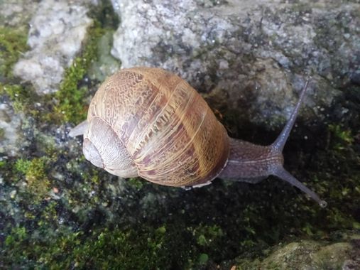 Mpinfante en Hamelin: Fauna, .