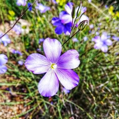 Helenbell33 en Hamelin: Flora  (Castellón), Linum narbonense, #flores #floreseCastellón #castellon #Castelló #naturaleza #comunitatvalenciana 
