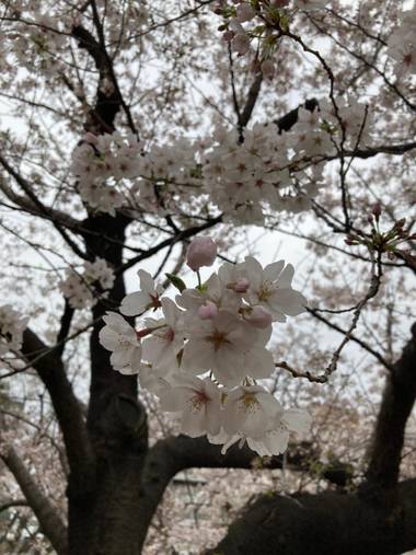 iambutterflyspirit en Hamelin: Flora  (Japan), Beautiful by Tokyo 