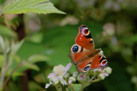 pili.garca en Hamelin: Fauna, Aglais io (Linnaeus, 1758)