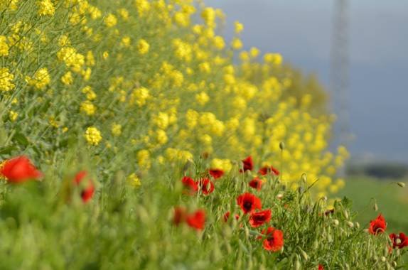 Azulmarino  en Hamelin: Flora, Rojo y amarillo #frommypointofview #colza #amapola 
