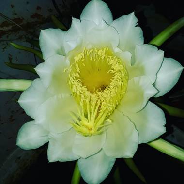 fleitasnilda en Hamelin: Flora  (Margarita Belén), Flor de Cactus que sólo se abre por las noches y dura solo un día 