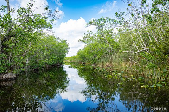 Ignoto en Hamelin: Paisaje  (Miami), #everglades