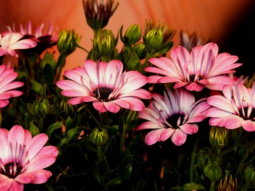 Georginaag en Hamelin: Flora  (Spain), #flora 