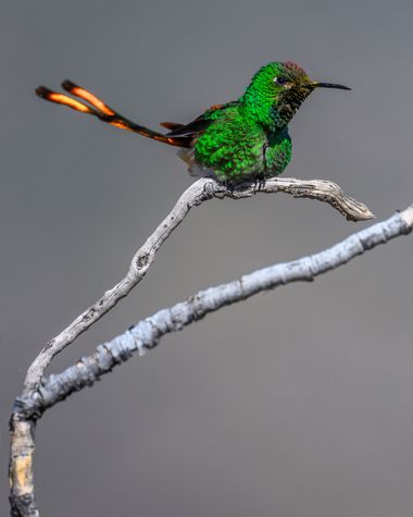 Marcos en Hamelin: Fauna  (Potrerillos), Sappho sparganurus (Shaw, 1812), #hummingbird  #aves #picaflor #colibri #cometa 