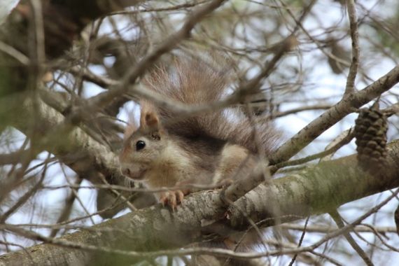 Oriaverde en Hamelin: Fauna  (Oria), Sciurus vulgaris Linnaeus, 1758, #oriaverde #orianature #wildlife #naturaleza #wildlifephotography #wildlife_oria #fot...
