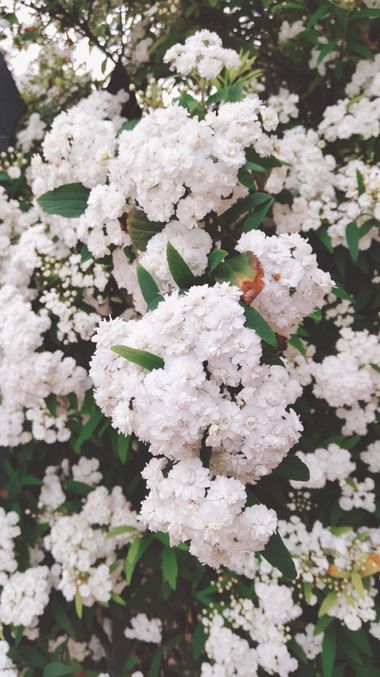 Solerantonio2 en Hamelin: Flora  (Almería), Spiraea cantoniensis, Planta