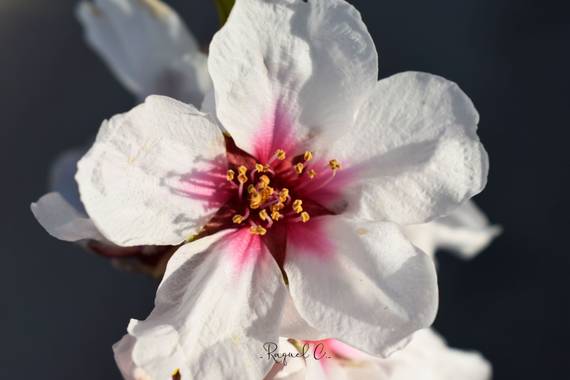 Rakel.536 en Hamelin: Flora, Prunus dulcis, #hamelinmacro #flora #almendrosenflor 