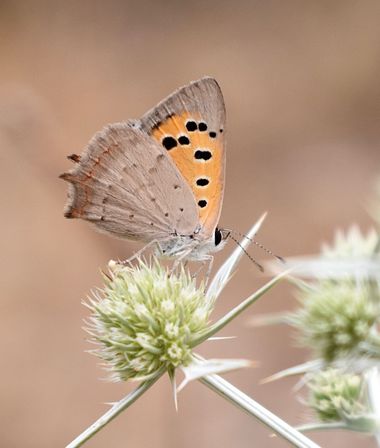 Beethovenzujo_86 en Hamelin: Fauna  (Murcia), Lycaena phlaeas (Linnaeus, 1761), Manto bicolor

#nature #invertebrados #naturaleza #butterfly #naturaleza_sp...