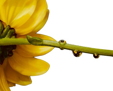 carolasantin4 en Hamelin: Flora, #flower #plants #flora #gotas #reflejos 