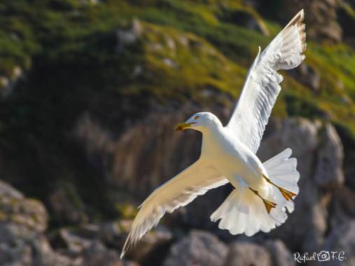 Rafeel FG en Hamelin: Fauna  (Miengo), Larus michahellis J.F.Naumann, 1840, #aves21 #naturaleza_cantabria #nature_shooters 