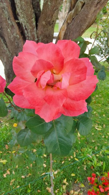Solerantonio2 en Hamelin: Flora  (Almeria), Rosa spp., Rosas de jardin