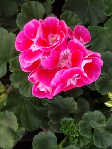 Jonathanmartinbedia0007 en Hamelin: Flora, Pelargonium zonale, 📸@