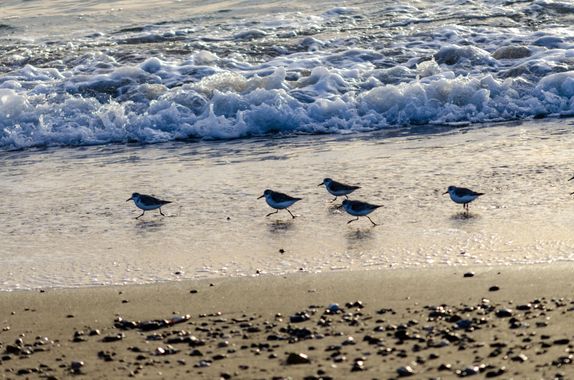 Soul35 en Hamelin: Fauna, #orilla 