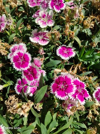 Solerantonio2 en Hamelin: Flora  (Tíjola), Dianthus barbatus, Planta