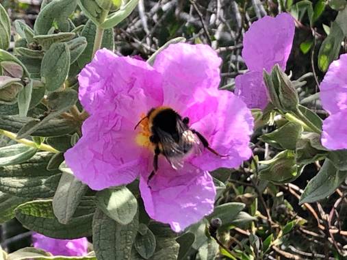 Naturalezadebarrio en Hamelin: Fauna  (Calafell), Polinizacion#abejasenpeligrodeextincion#encadaventanaunaflor#naturalezadebarrio@naturalezadebarrio