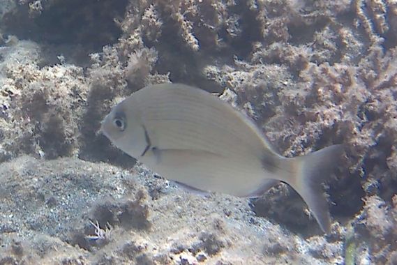 Solerantonio2 en Hamelin: Fauna  (Cabo de Gata), Pez sargo comun