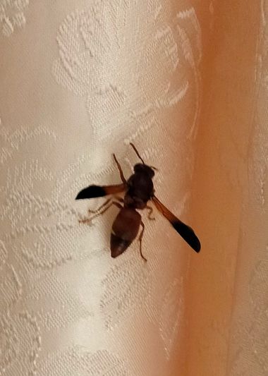 Solerantonio2 en Hamelin: Fauna  (Almeria), Insecto