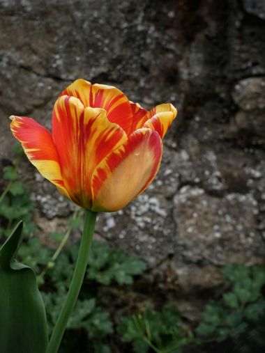 mariale en Hamelin: Flora, 📸 #marialemdza
#primavera2022 #spring2022 #tulipanes #tulipan #flores #flowers #flower #flor #ProvinciaDeLeón #Babia  #Comarca...