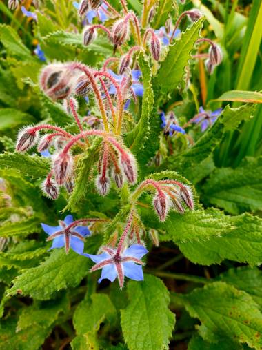 Jinliangarcia en Hamelin: Flora  (Castellet i la Gornal), Borago officinalis, #flor21 #montseny 
Tan bella y delicada..!