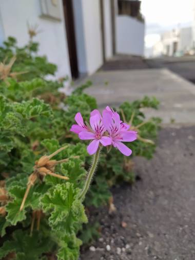yaizaacostahernandez en Hamelin: Flora  (San Bartolomé)
