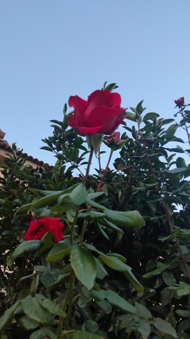 Solerantonio2 en Hamelin: Flora  (Almería), Rosas de jardin