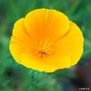 Ignoto en Hamelin: Flora  (Milán), Eschscholzia californica